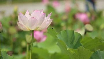 荷花最近爆料视频播放,揭秘幕后故事,精彩瞬间回顾 第2张 荷花最近爆料视频播放,揭秘幕后故事,精彩瞬间回顾 第2张